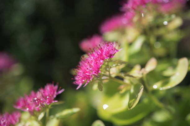 Witch's Moneybags Plant (Sedum telephium) Blooming Close-up