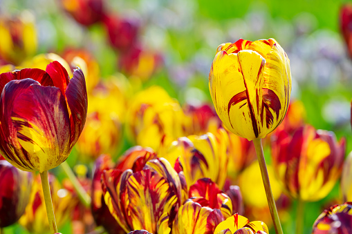 Saturratrd red tulips that grow in the garden.