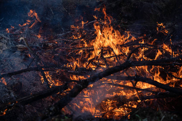 istock Burning forest. Close-up of forest fire 1490120377