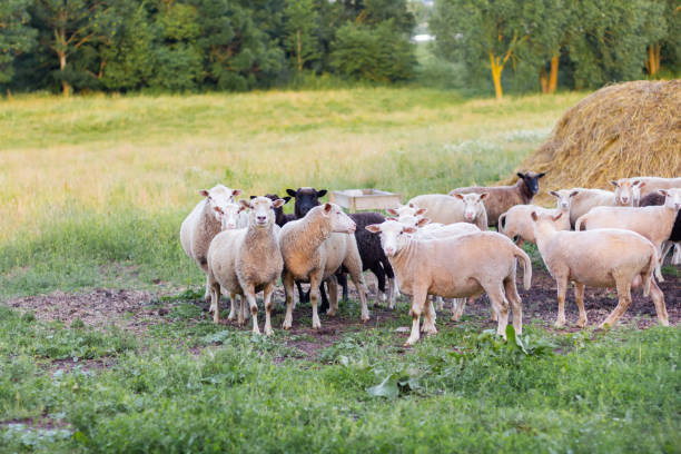 istock Sheep graze in a meadow on green grass near a haystack. 1490122265