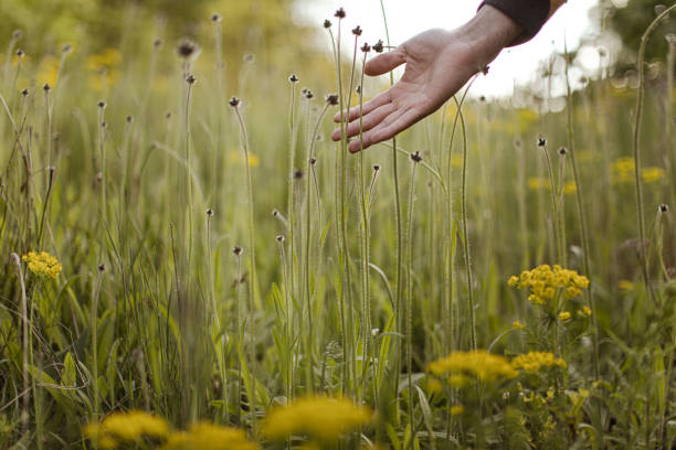 istock Young man hand enjoys the touch of spring flowers 1490122935