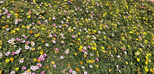 Meadow of mixed natural wild flowers