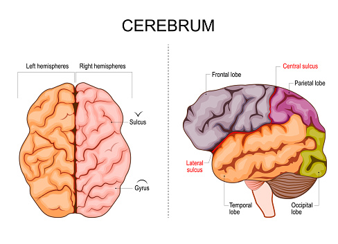 Human brain structure. Hemispheres and lobes of the cerebral cortex. frontal,  temporal, occipital, and parietal lobes. lateral and superior view. Vector illustration
