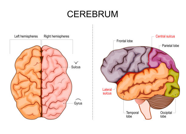 Human brain structure. Hemispheres and lobes Human brain structure. Hemispheres and lobes of the cerebral cortex. frontal, temporal, occipital, and parietal lobes. lateral and superior view. Vector illustration cortex stock illustrations