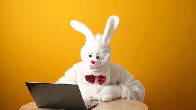 Easter Bunny, White Hare is working on a laptop and counts dollars, sorts banknotes.