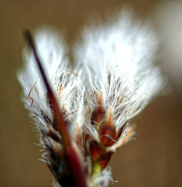 cotton flower - cotton flower textile macro imagens e fotografias de stock