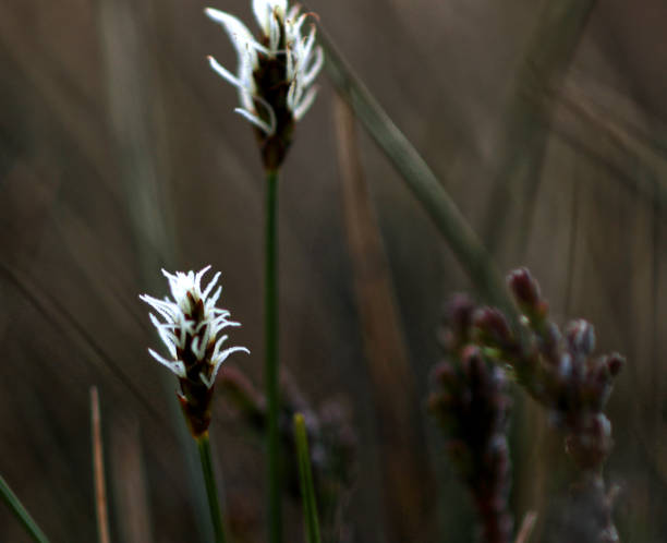 spike blume - cotton flower textile macro stock-fotos und bilder