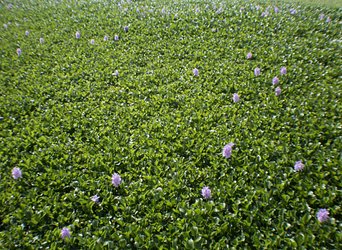 Invasive species in the United States Eichhornia crassipes water hyacinth in University Lake Louisiana
