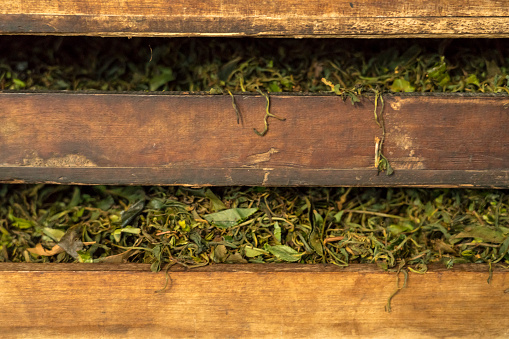 Drying tea leaves from tea plantation in wooden shelfs. Sao Miguel, Azores