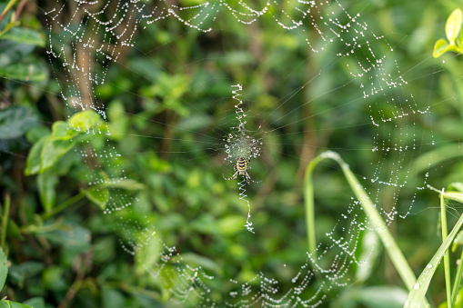 Spider web with dew drops between the stalks in a green meadow, selected focus, narrow depth of field
