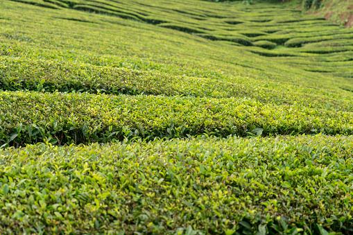 Long hill of tea plantation close to the sea. Sao Miguel island, Azores.