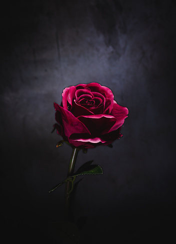 close-up of a beautiful rose, natural red, beautifully illuminated on a dark background