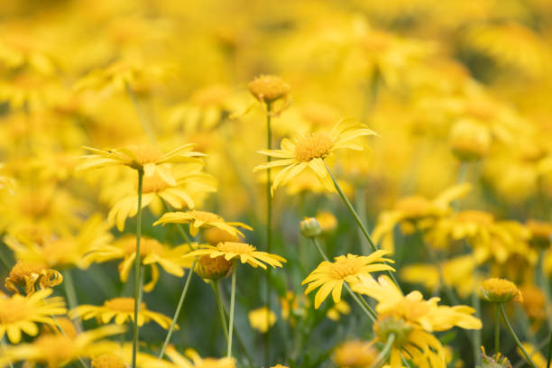 Meadow of Blooming yellow daisy flowers to brighten up the day