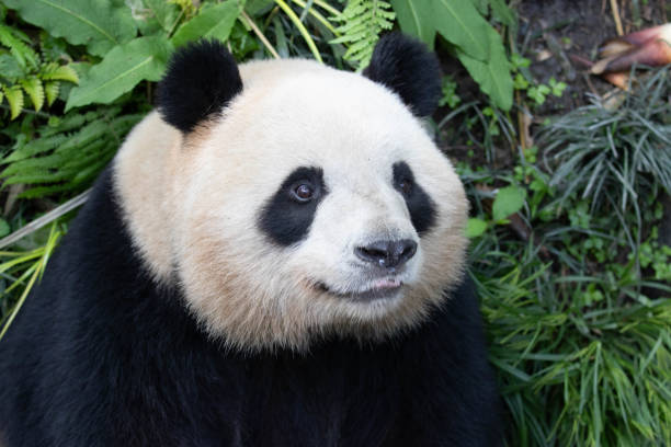 istock Cute Fluffy Panda in Chengdu Panda Base, China 1490130220