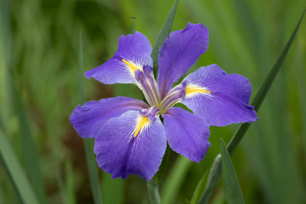 Close up Photos of Iris Flowers