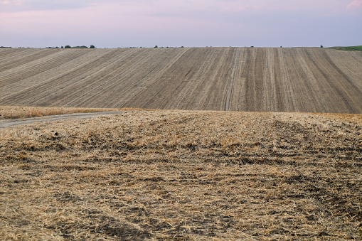 Agro landscape - stubble at sunset.