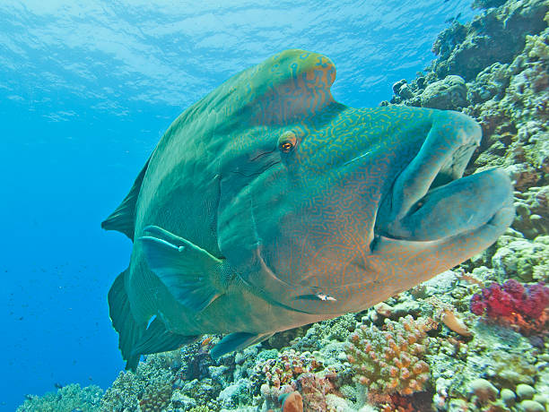 Large napoleon wrasse on a reef Large male napoleon wrasse on a tropical coral reef wall humphead wrasse stock pictures, royalty-free photos & images