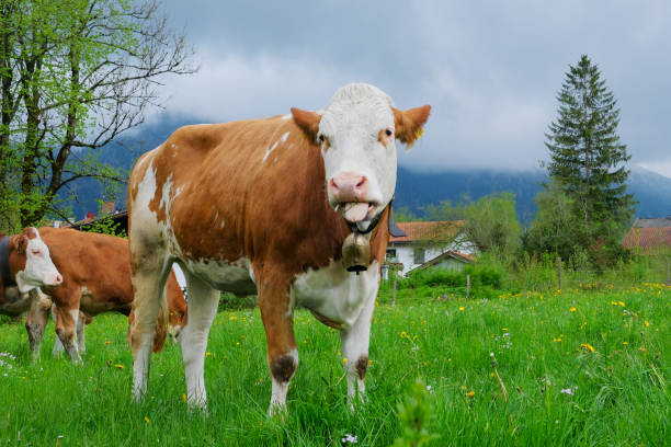 istock A funny cow eats grass in a meadow in Bavaria. 1490133362