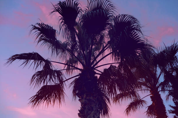 istock Tropical sunset background.
Palm against a beautiful blue - pink sunset sky. 1490133383