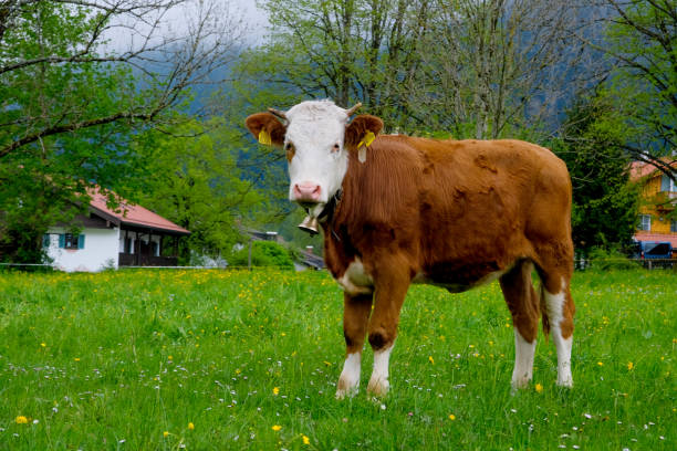 istock Brown cow on the background of a forest landscape. 1490133406