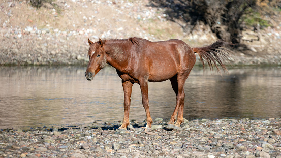 Orange red bay wild horse stallion swishing his tail while walking next to Salt River in Arizona United States