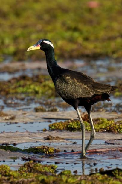 istock Bronze winged Jacana standing in lake 1490133902