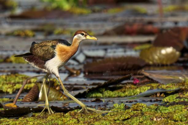 istock Bronze winged Jacana standing in lake 1490133913
