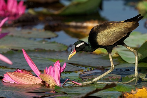 A bronze winged Jacana standing in lake