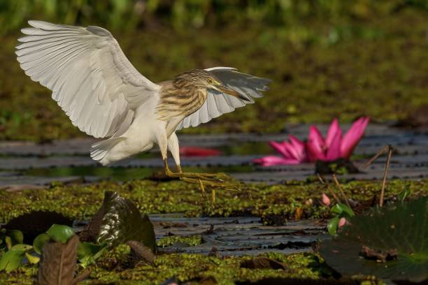 istock Chinese Pond Heron flying over lake 1490133929