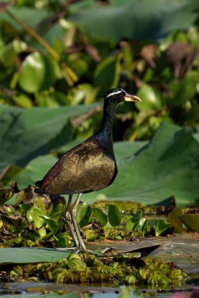 istock Bronze winged Jacana standing in lake 1490133933