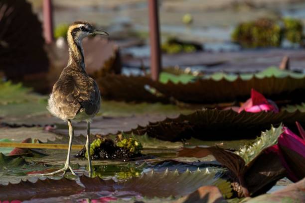 istock Pheasant-Tailed Jacana standing in lake 1490134458
