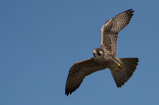 A Peregrine Falcon bird flying in blue sky