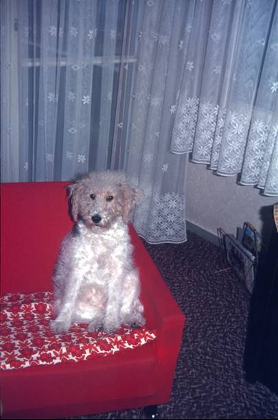 istock Dog on a red armchair 1490134501