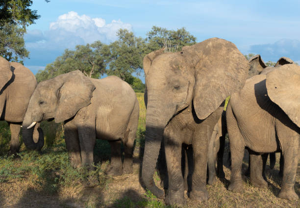 istock Elephants form a protective group around their young in natural protected habitat 1490134660