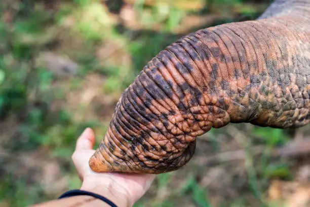 Photo of Closeup of elephant snout taking cucumbers from human hand