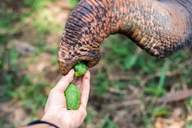 Photo of Closeup of elephant snout taking cucumbers from human hand