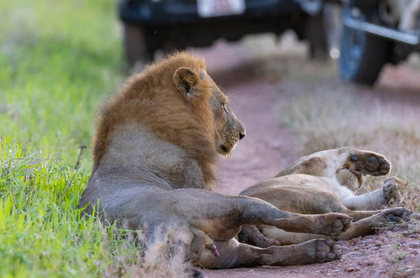 istock Two Lions lying together while mating in natural African habitat 1490136053