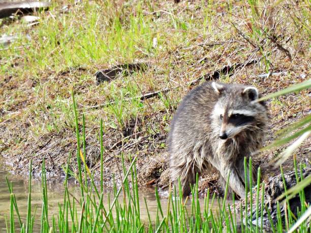 istock Raccoon (Procyon lotor) - foraging in a pond 1490136966