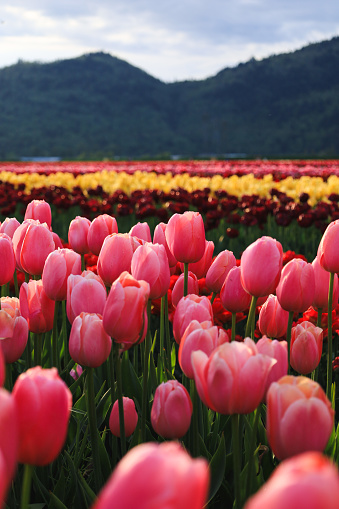 Pink coloured tulips
