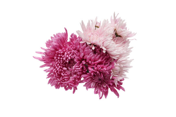 Bouquet of pink chrysanthemum isolated on a white background.