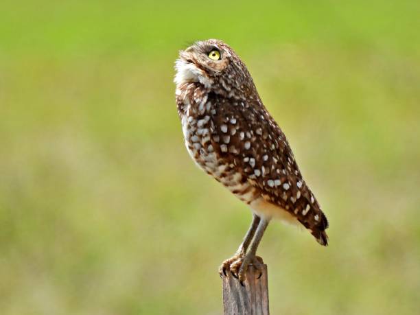 Burrowing Owl (Athene cunicularia)  - looking upward, perched on a post Burrowing Owl - profile burrowing owl stock pictures, royalty-free photos & images