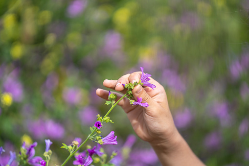 Close up photo of human hand picking springtime pink wildflowers in nature. Selective focus on hands. Shot under daylight in outdoor.