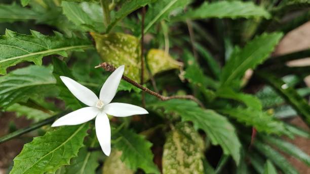 istock Longiflora hippobroma flower 1490138225