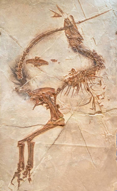istock Archaeopteryx fossil bird dinosaur 1490138393