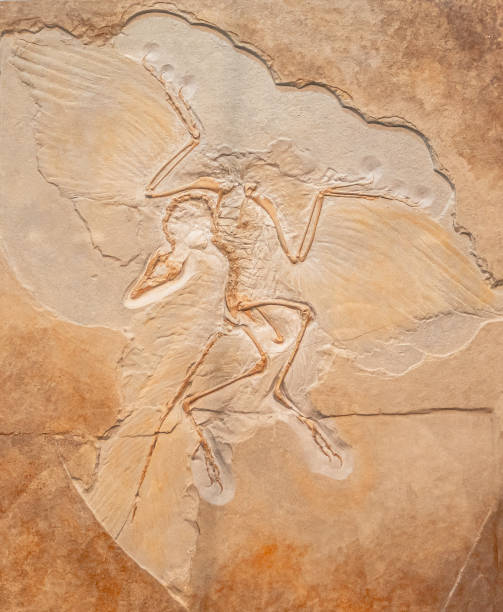 istock Archaeopteryx fossil bird dinosaur 1490138394