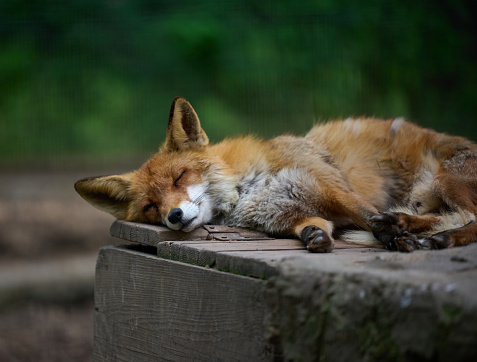 Red fox in a farm paddock in Central Victoria