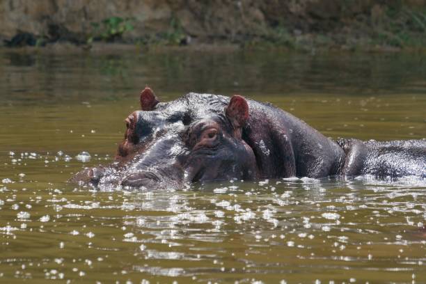 istock Partially submerged hippo in Queen Elizabeth National Park 1490139058