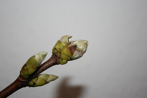 The first spring buds bloom again