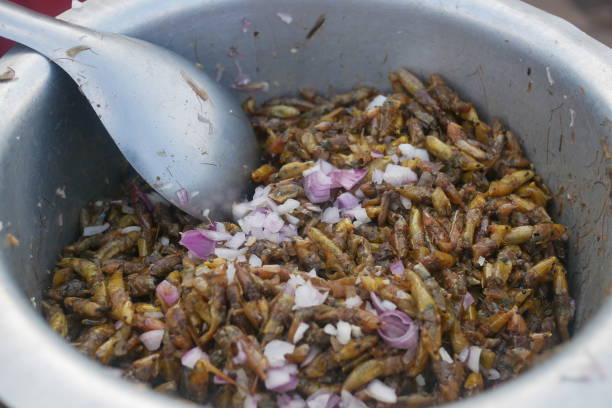 Fried crickets stirred in a pan stock photo