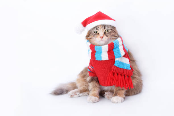 istock Isolated Kitten in Santa outfit on white background 1490139164